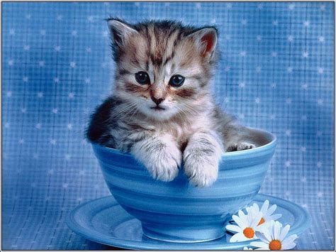 Cute Laptop Screensavers | Free Impossibly cute kitten - cats wallpaper ...