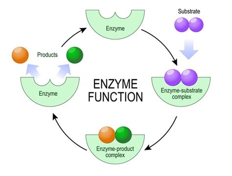 What is an Enzyme Cofactor?