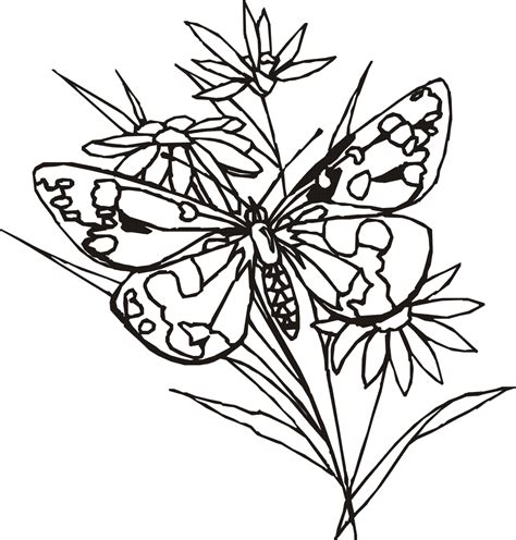 Butterfly And Flower Drawings - ClipArt Best