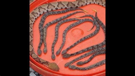 Beware, Copperhead Snake Birthing Season Is September | 5newsonline.com