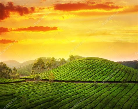 Tea plantation in Munnar — Stock Photo © byheaven #10329949