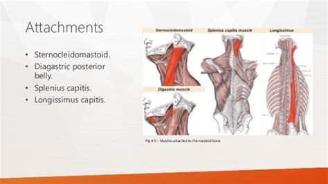 Mastoid Process