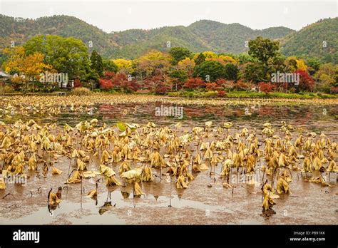 Lake scenery with autumn trees in Kyoto, Japan Stock Photo - Alamy