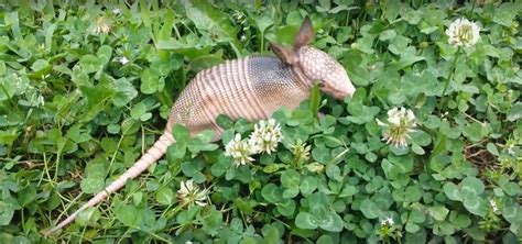 What is an Armadillo's Natural Diet?