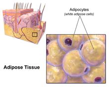 Adipose tissue - Wikipedia