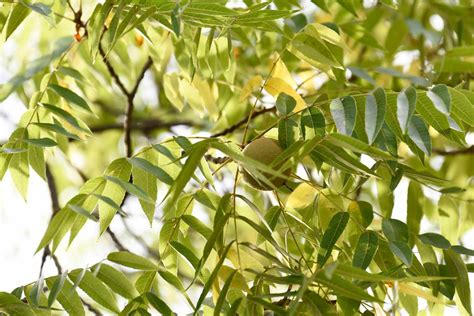 Black Walnut Tree: Benefits, Problems, and Identification