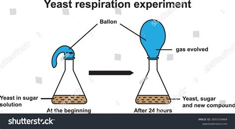 Yeast Respiration Experiment Vector Illustration Stock Vector (Royalty ...