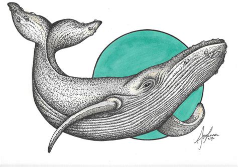 Grey Whale Drawing by Ava Crabbe - Fine Art America