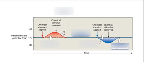 Depolarization, Repolarization, and Hyperpolarization Diagram | Quizlet