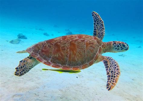 How to support conservation of marine turtles | Discovery Fleet Philippines