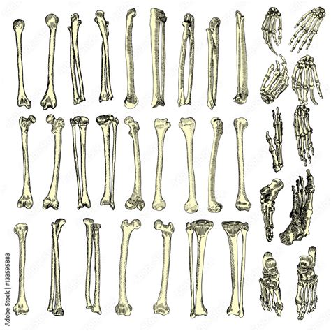 Human bones skeleton drawing set. Collection of arms, legs, wrists ...