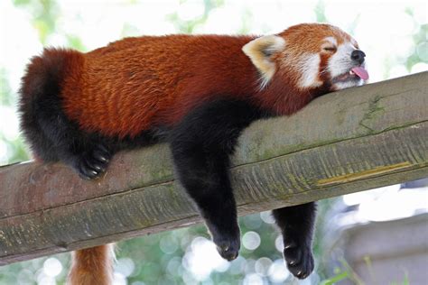 Download Sleeping Animal Red Panda 4k Ultra HD Wallpaper by Paul Bugbee