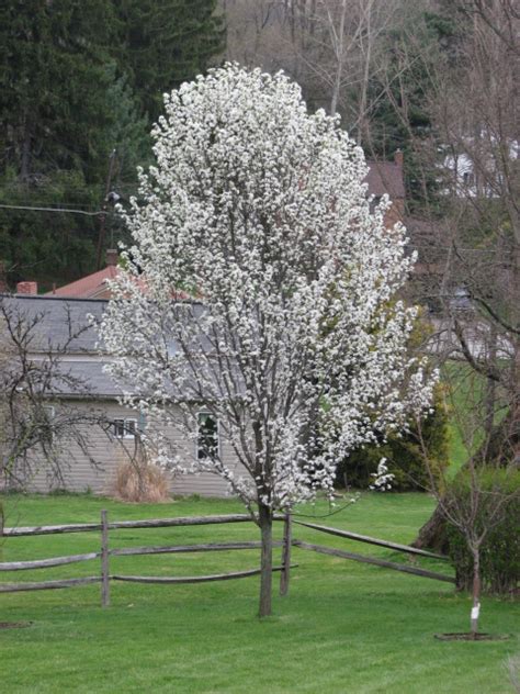 Ornamental Pear Tree – Crazy for Gardening