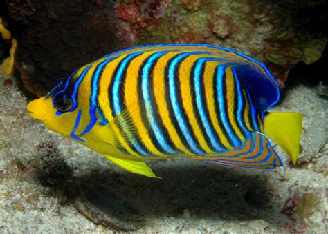 Regal Angelfish - Reef Safe | Care | Tank | Juvenile | Diet | Facts ...