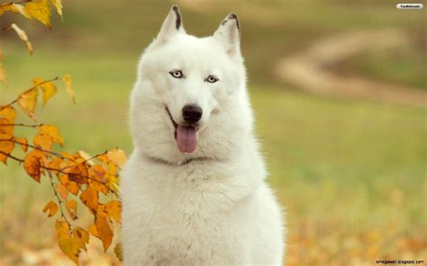 White Husky Wallpapers - Wallpaper Cave