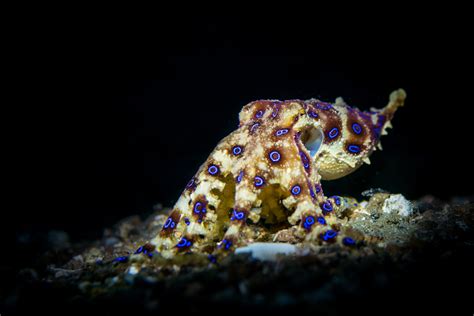 How do Octopuses Camouflage?