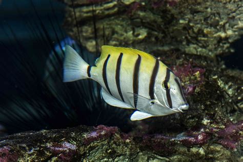 Convict surgeonfish – Species – Two Oceans Aquarium Cape Town, South ...