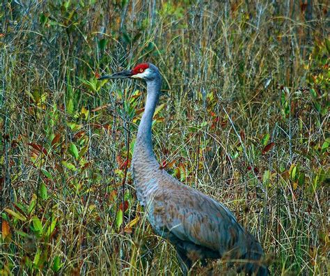 OKEFENOKEE SWAMP | Swamp, Wildlife reserve, Wetland