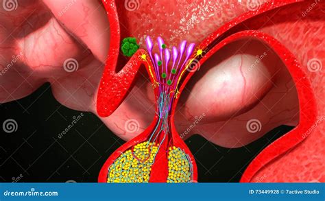 Pituitary Gland Anatomy Under Microscope For Education Pathology Stock ...