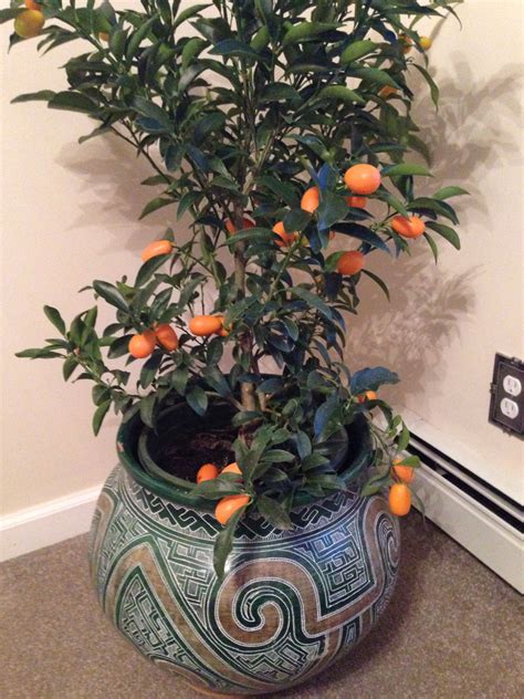 My new kumquat tree! Kumquat Tree, Planting Flowers, Citrus, Container ...