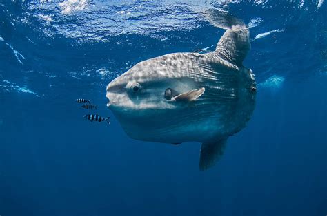 Ocean Sunfish Facts