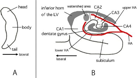 Hippocampus Anatomy - Anatomical Charts & Posters