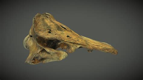 Narwhal Skull - 3D model by ThinkSee3D [0dcd45a] - Sketchfab