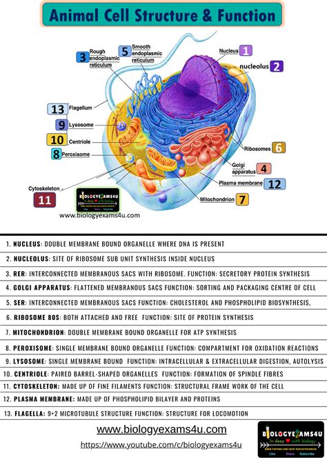 Biology Notes, Cell Biology, Ap Biology, Animal Cell Structure, Neet ...