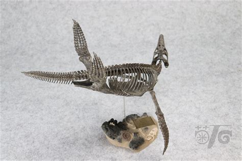 1/20 Pliosaurus Skeleton Model – Lana Time Shop