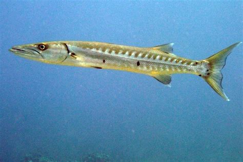 Barracuda Fishing: species guide, charters and destinations - Tom's Catch