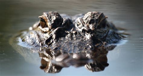 Staying Safe in Alligator Country - Farmers' Almanac - Plan Your Day ...