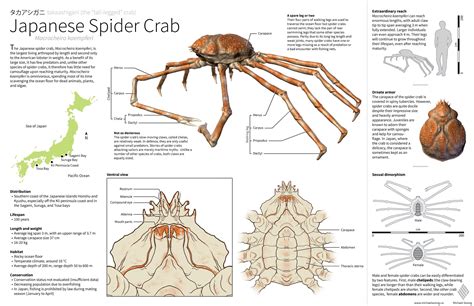 Japanese Spider Crabs: All About The Giant and Scary Crabs