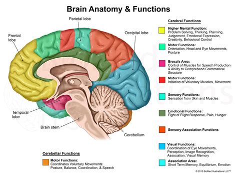 Simple Diagram Of The Brain And Its Functions Stock Image: H