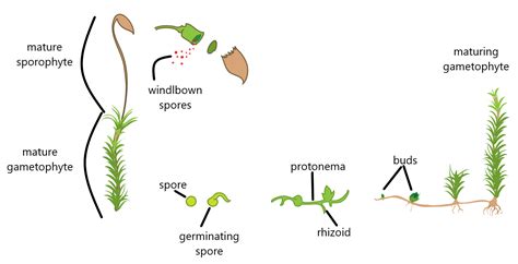 Alternation Of Generations Moss