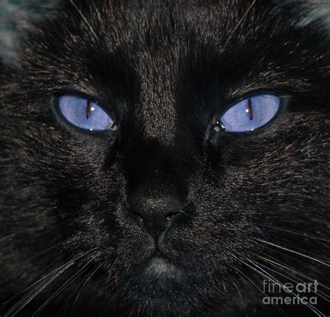 Black Cat Breeds With Blue Eyes | ubicaciondepersonas.cdmx.gob.mx