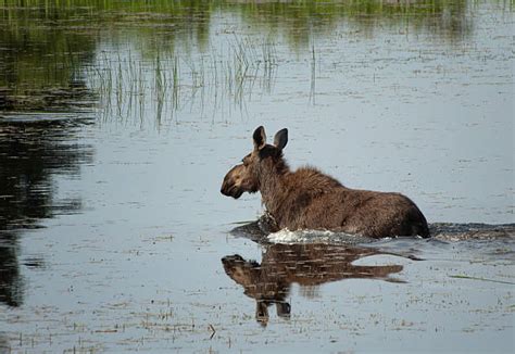 Riding Mountain National Park Stock Photos, Pictures & Royalty-Free ...