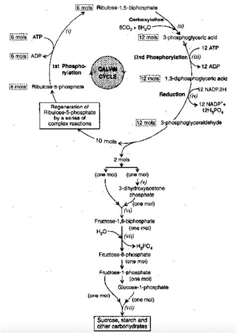 calvin cycle steps|Calvin Cycle or C3 Cycle | Reductive Pentose Pathway