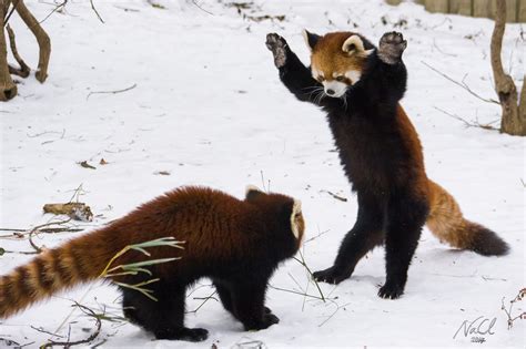 Red Pandas Play in Snow at Cincinnati Zoo | Time