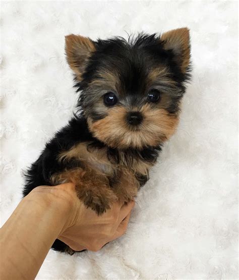 Micro Teacup Yorkie puppy - iheartteacups.com | iHeartTeacups