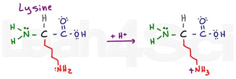 Understanding Amino Acid Side Chain Characteristics for the MCAT