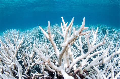 What Causes Coral Bleaching, and Can Our Reefs Recover?