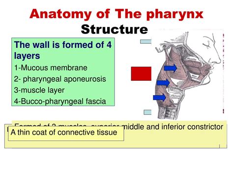 Ppt Diseases Of Pharynx And Larynx Powerpoint 6750 | The Best Porn Website