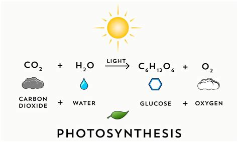 Equation For Photosynthesis