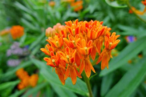 Less Noise, More Green: Help the Monarch Butterfly - plant milkweed in ...