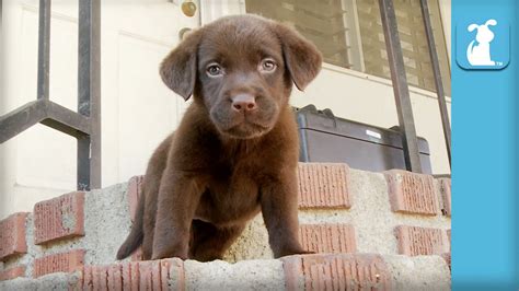 Cute Labrador Retriever Chocolate Lab - l2sanpiero