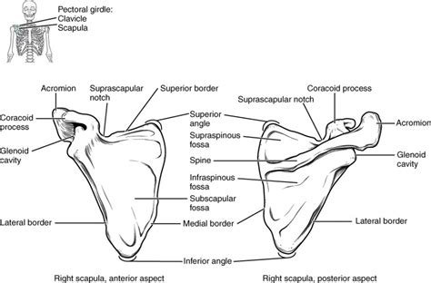 The Pectoral Girdle | Anatomy and Physiology I