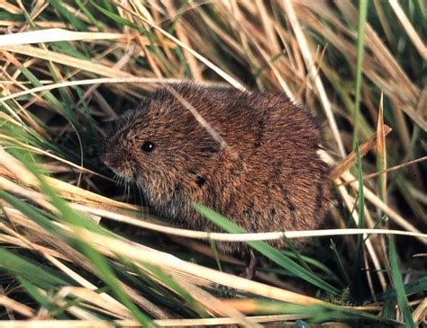 In Photos: Adorable Voles | Cute Animals | Live Science