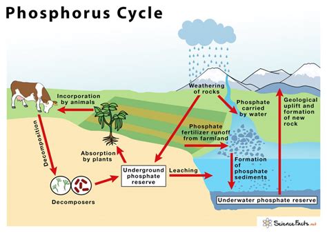 Phosphorus Cycle – Definition, Steps, Importance, With Diagram