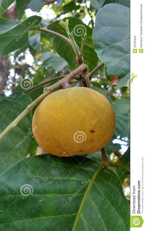 Santol Fruit and Green Leaves on Tree Stock Photo - Image of fruit ...