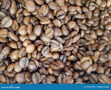 Roasted bulk coffee beans stock photo. Image of black - 195532262